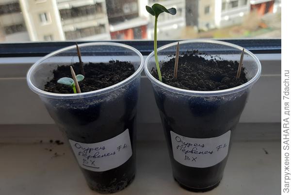 Сначала вытянулся