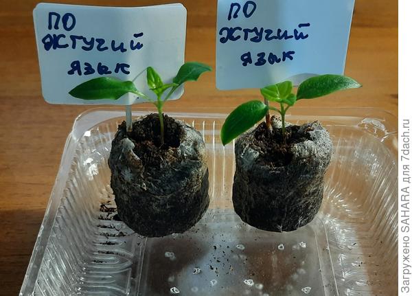 Первые настоящие листики