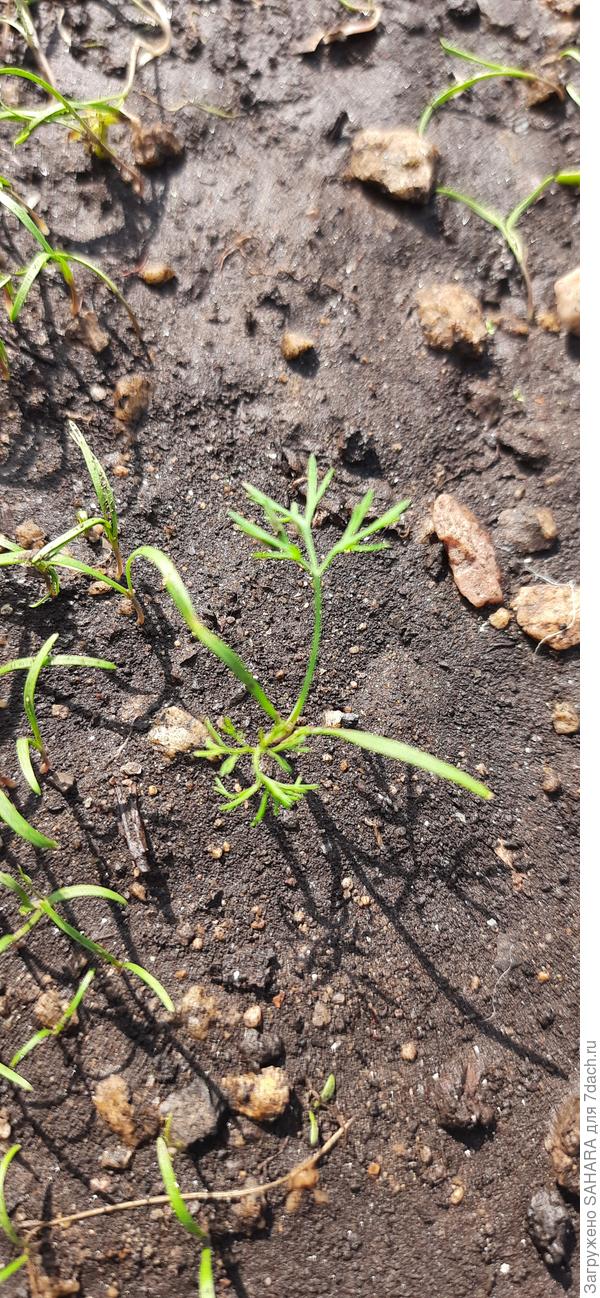 14.06.24 начинают появляться первые настоящие листики. Пока только на отдельных всходах.