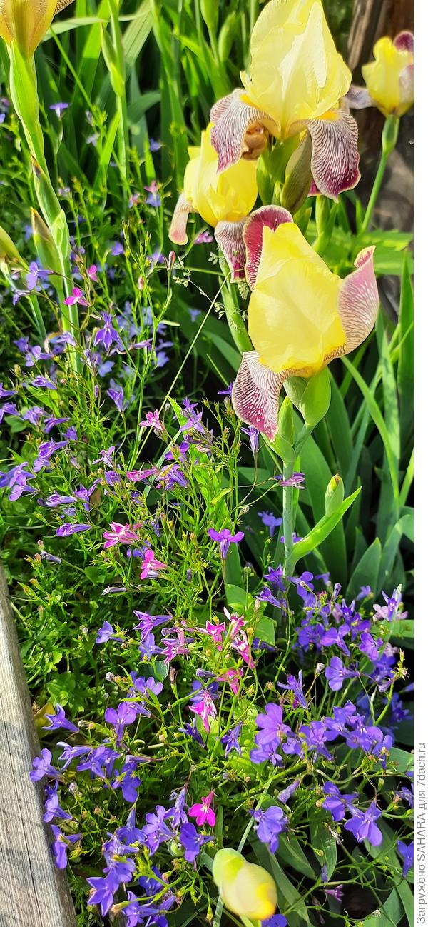 Ирисы и лобелия
