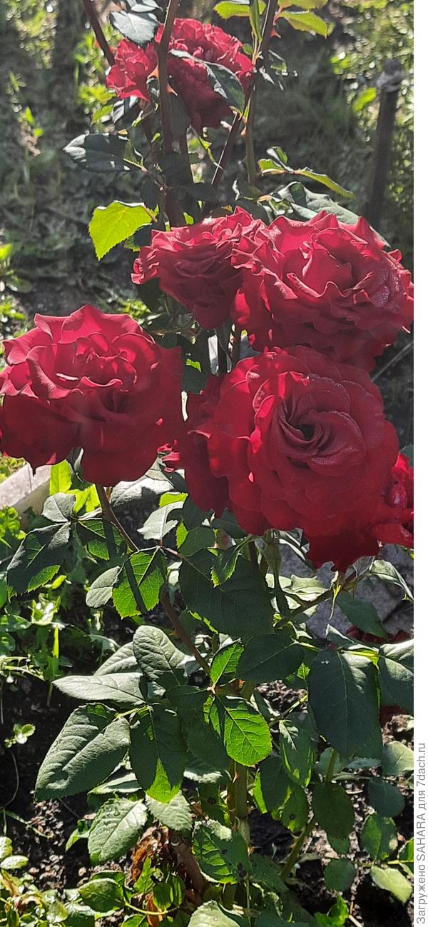 все те же безымянные