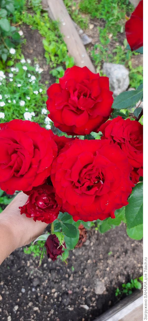 Еще одна без названия