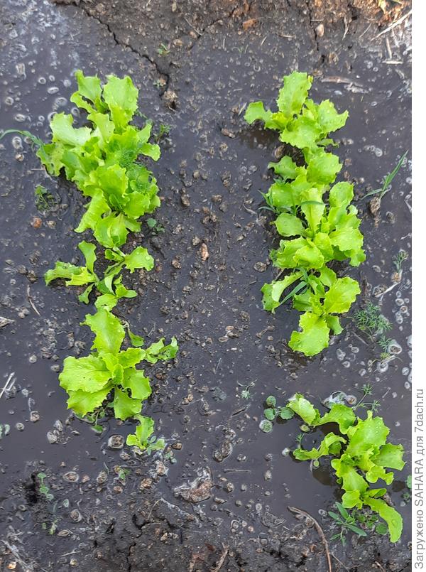 Без каких-либо последствий пережил ночной заморозок 01.06.2024