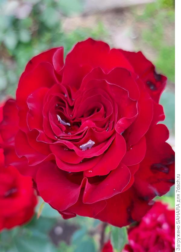 Вот моя капелька