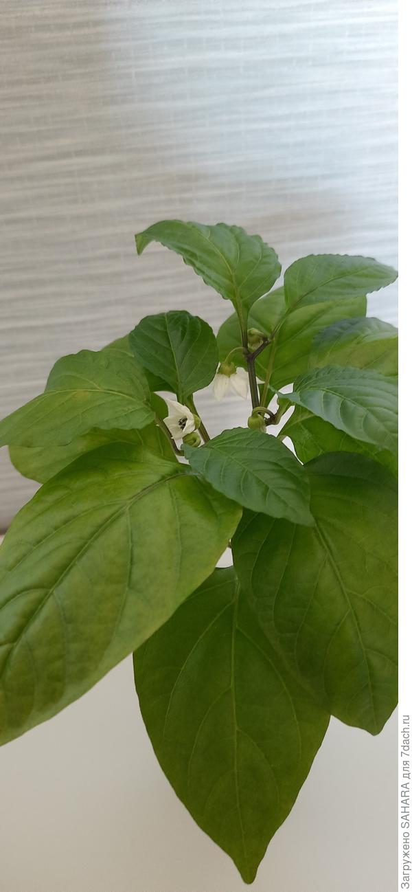 30.05.2024 появление первых бутонов.