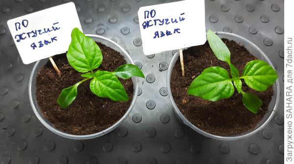 после пересадки