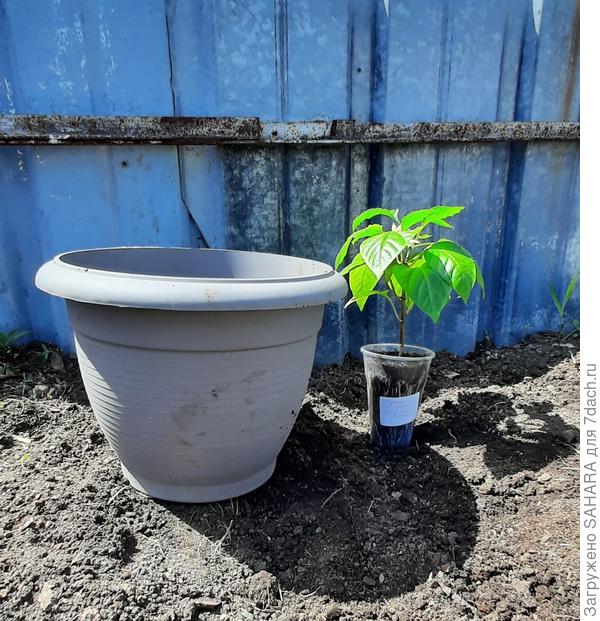 Решила выращивать в горшках.