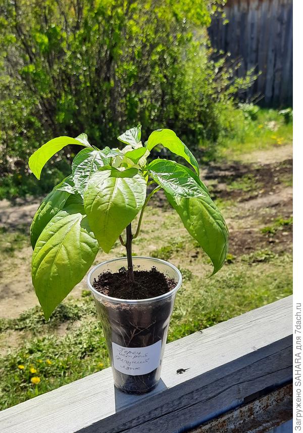 02.07.2024 принято пересадка на постоянное место.