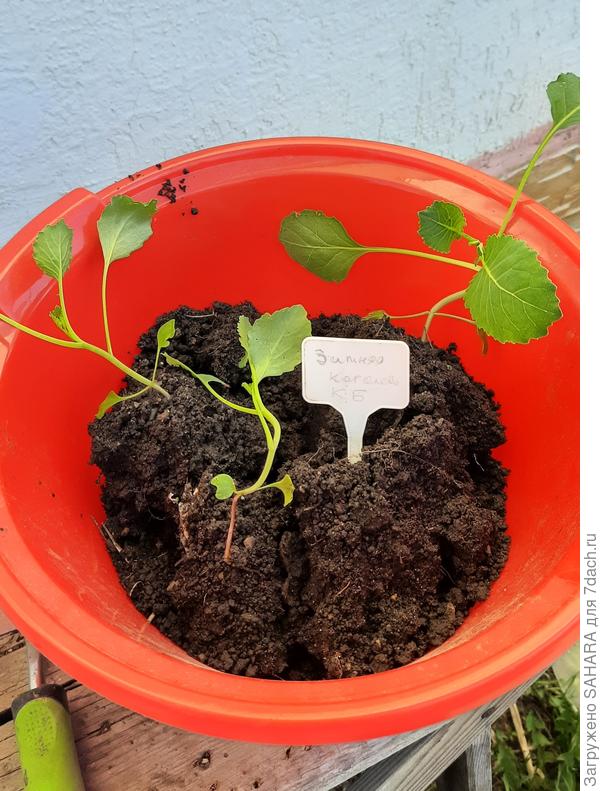 01.06.2024 пересадка в открытый грунт