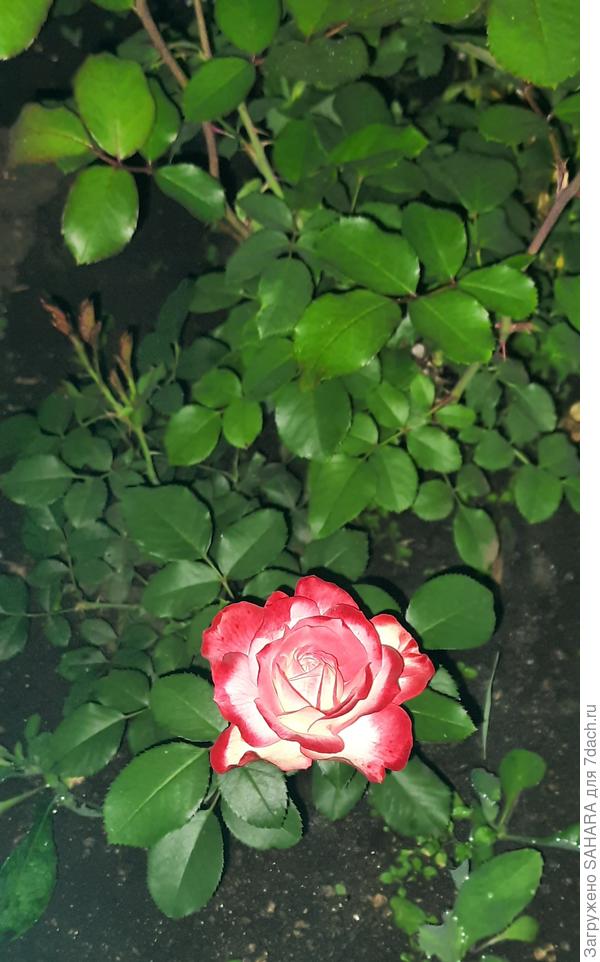 Принц монако - хорош в любое время суток