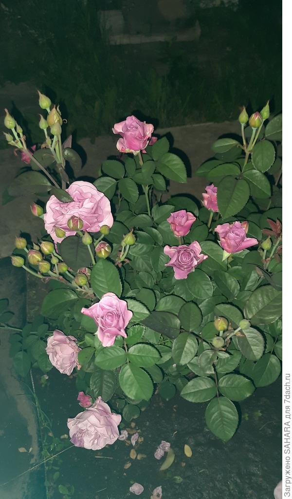 В начале лета, еще только набирает цвет