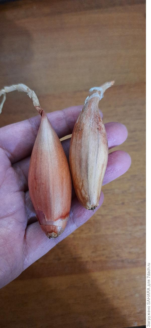 Что выросло в теплице