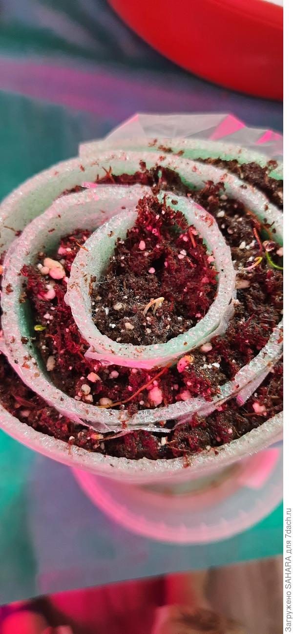 Хобот слона. Совсем печально