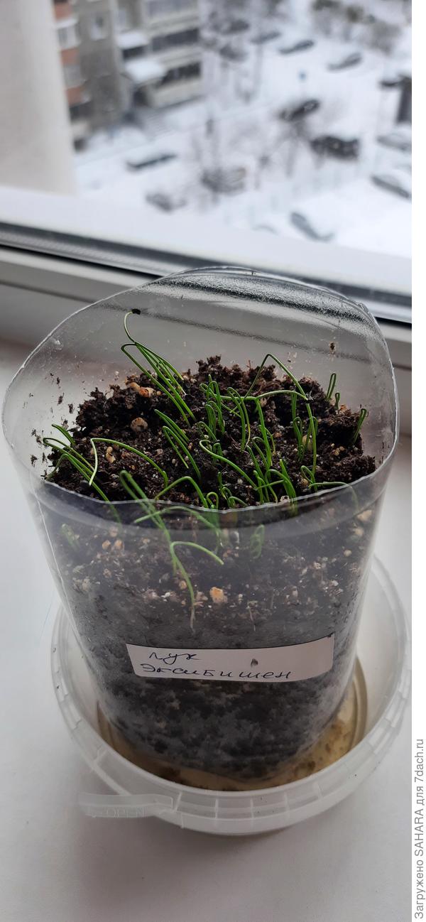 Эксибишен 02.03.2026