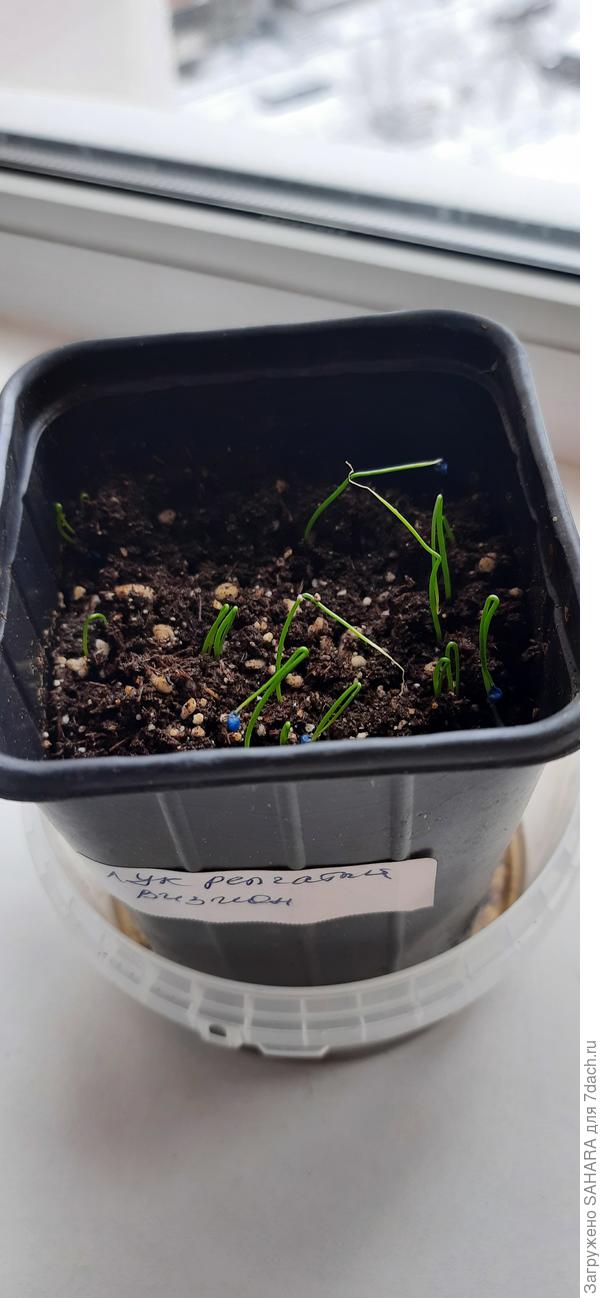 Визион 02.03.2026