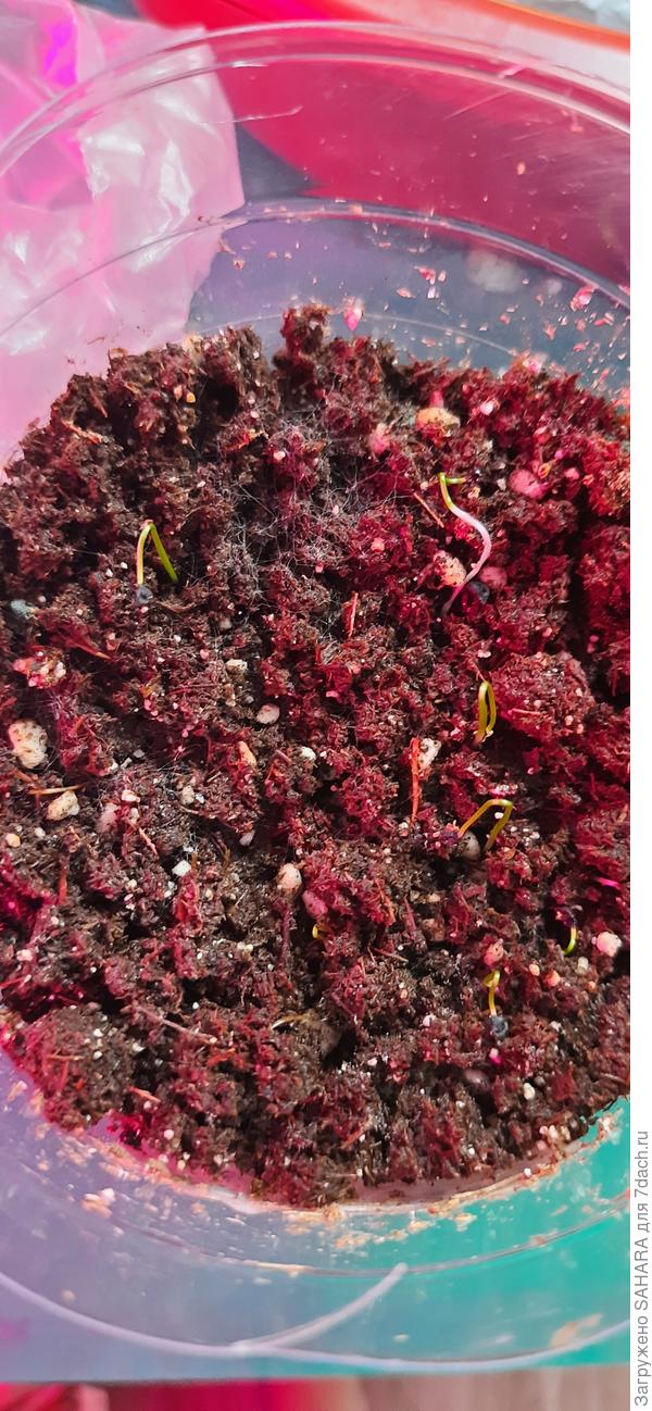 Зимний гигант. Пока не очень(