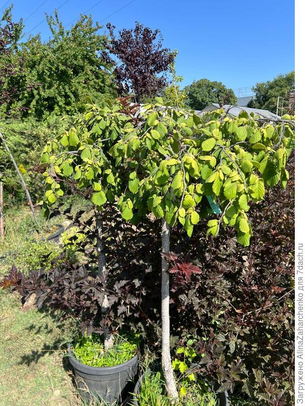 Лещина обыкновенная