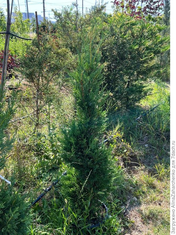 Купрессоципарис