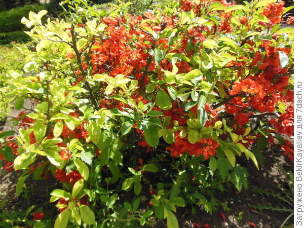 Помогите распознать что за вид кустарника