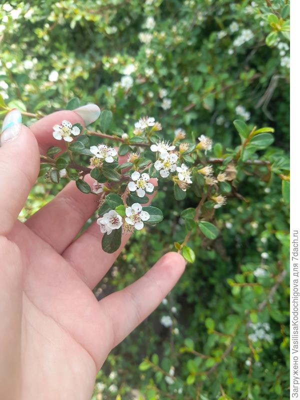 Цветы и листики