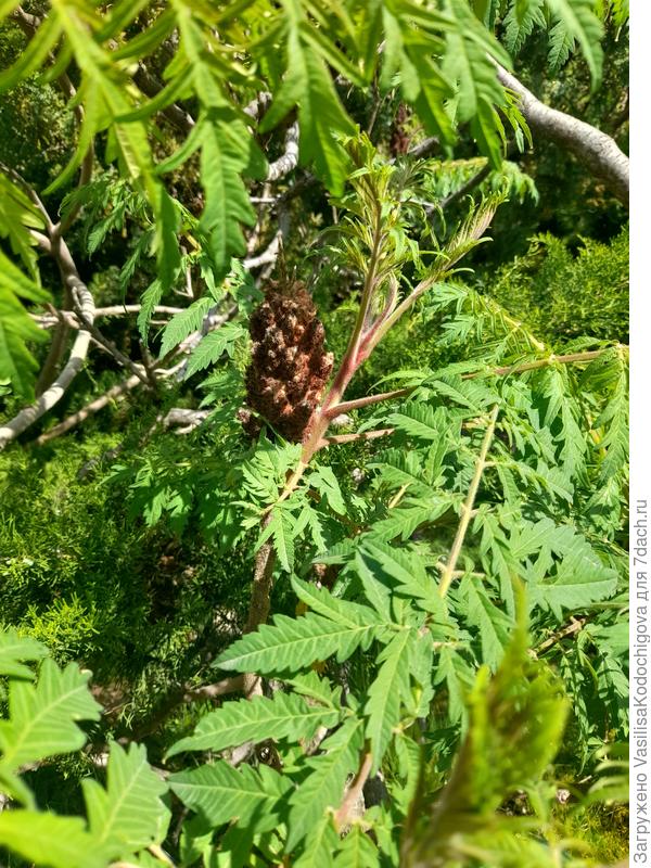 Плоды и листья