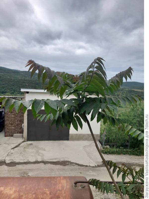 Крона и форма листа