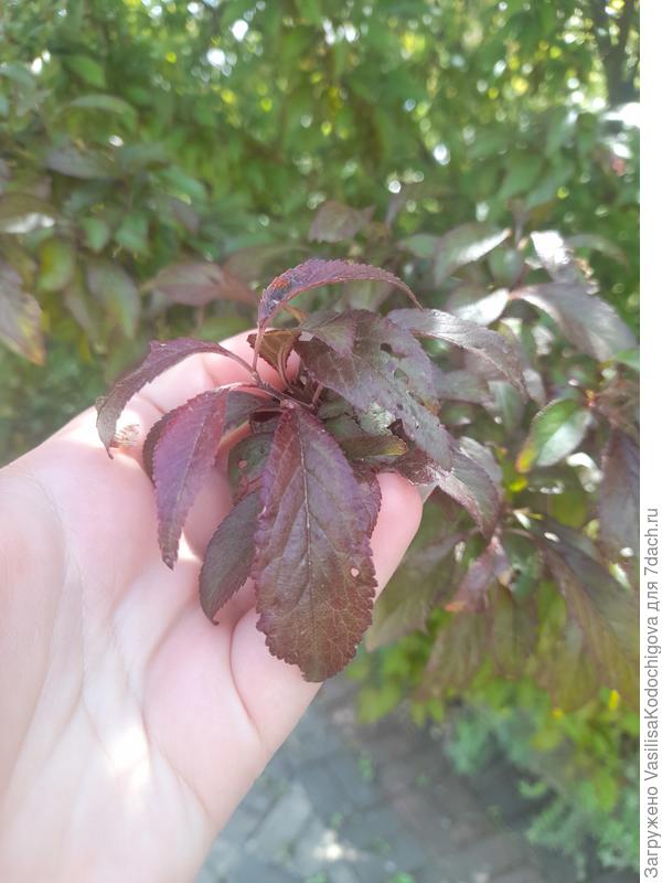 Форма листа