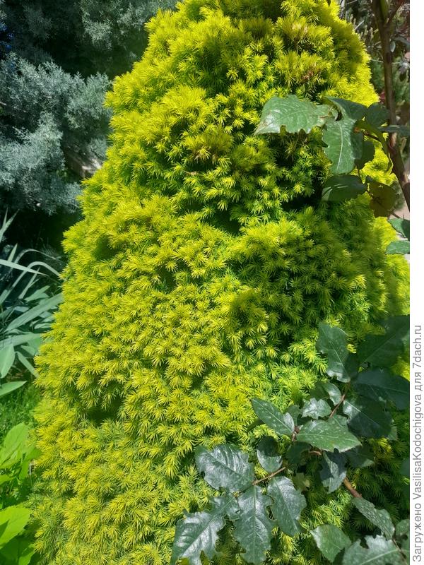 Отличительные черты