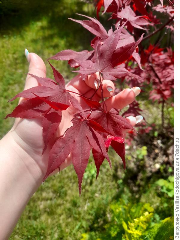 Форма листа