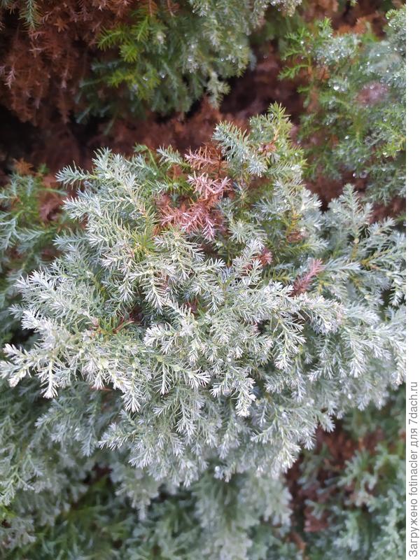 Так хорошо видно хвою?