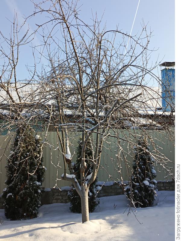 Первый претендент на обрезку