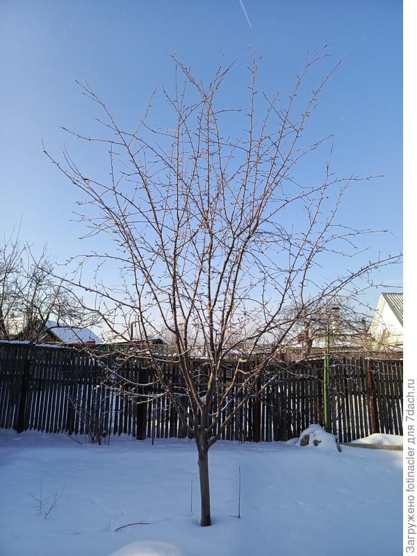 Второй претендент