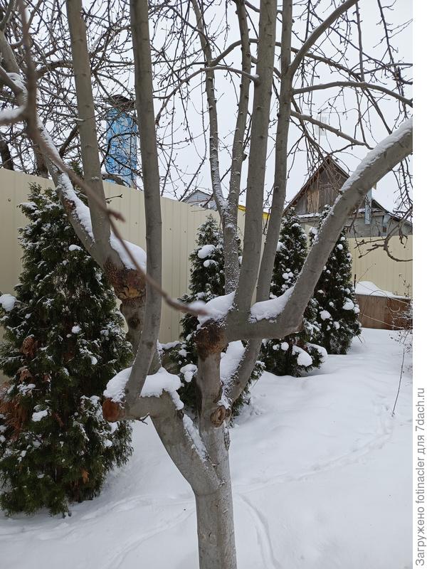 Стволы ещё и болеют от замазки.