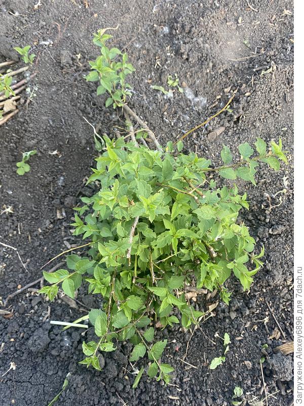 Теперь думаю подвой гораздо лучше видно , подскажите что это, склоняюсь между алычой и всл?