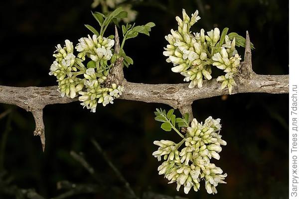 Саженец Чёрного Эбенового дерева Эбони