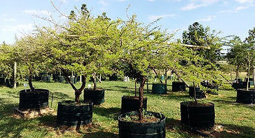 Саженец Чёрного Эбенового дерева Эбони