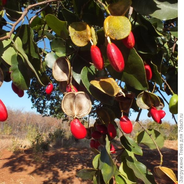 Плоды-семена бобовые дерева Гибуртия