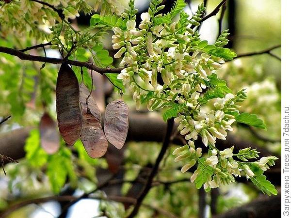 Гибуртия , цветение