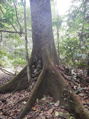 Гибуртия , взрослое дерево