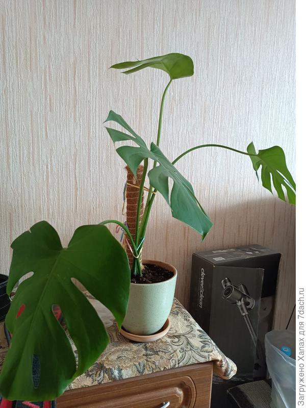 растение целиком