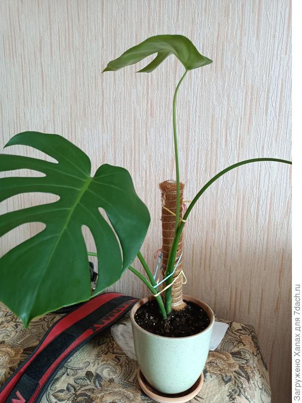 растение целиком