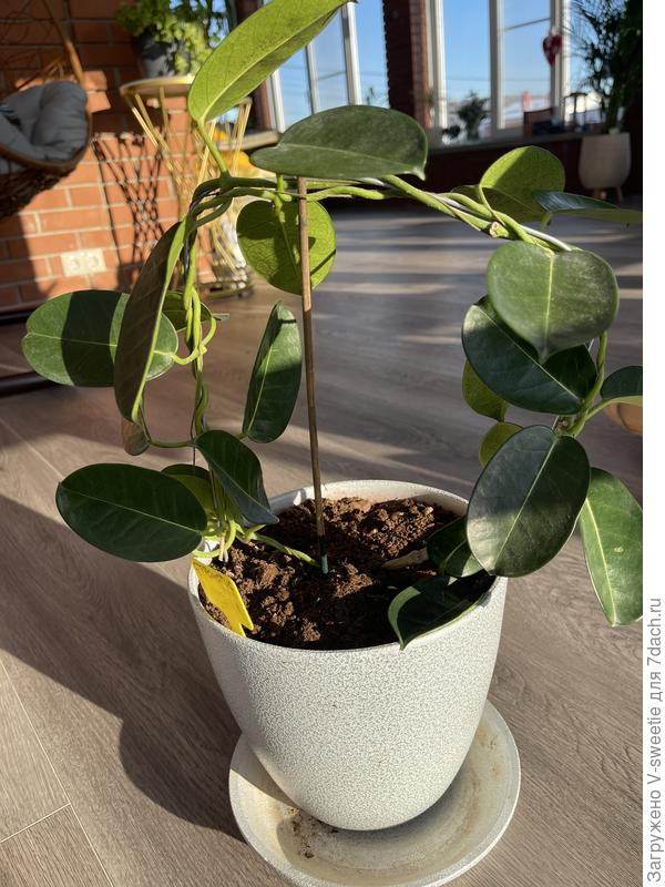 Общий вид растения