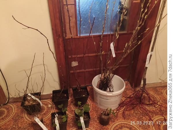 Вот так я рассадил растения до посадки. Получал в марте.