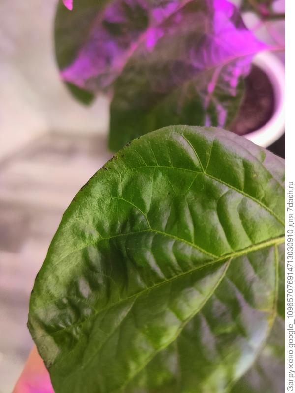 Черные точки