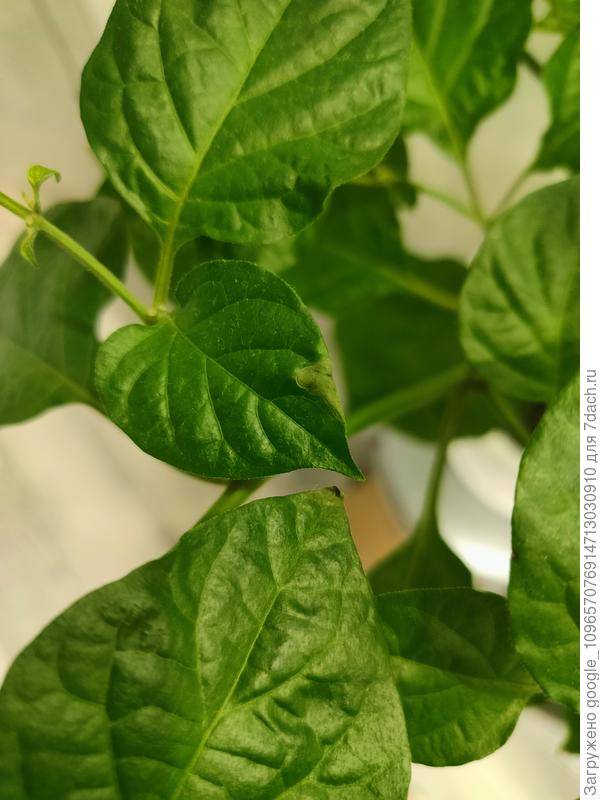 Даже не знаю что это, пару дней назад появилось впервые