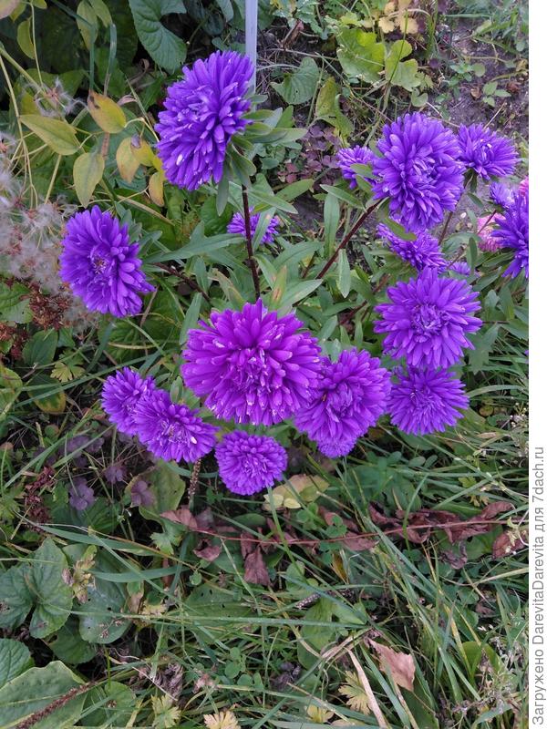 такая мелочь вырастает даже самосевом