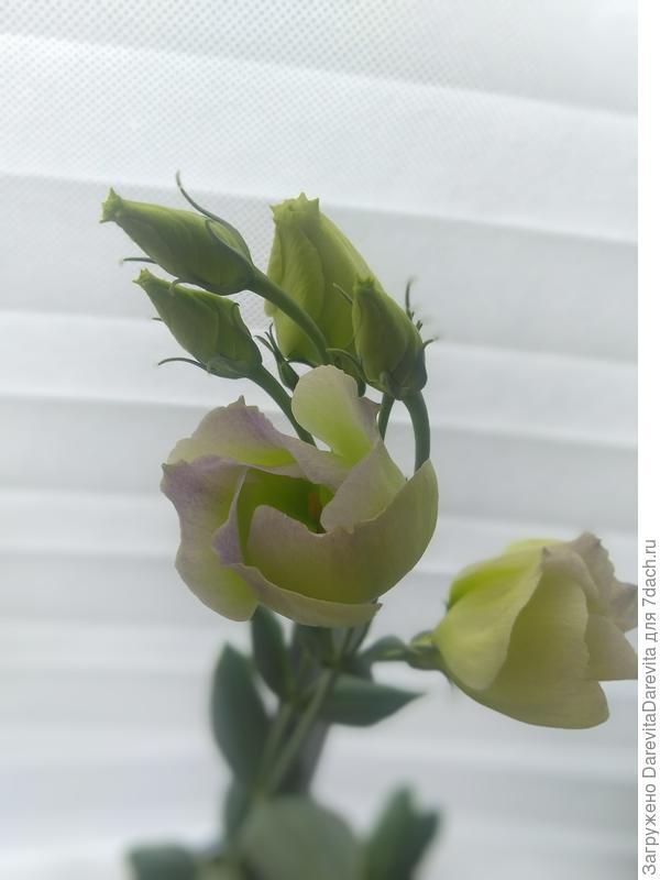 Прошлогоднее Северное Сияние