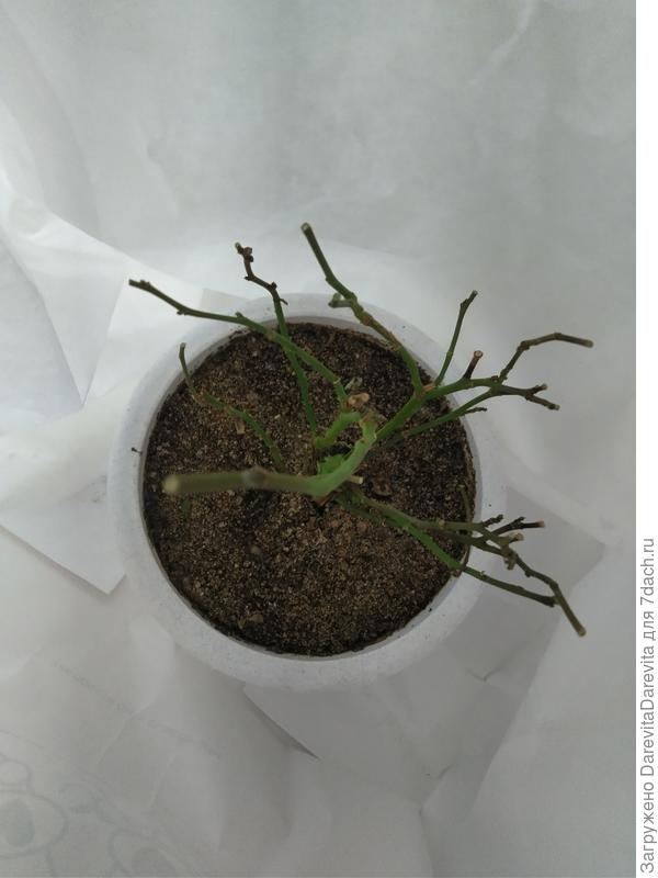 роза в мешке хранится с января