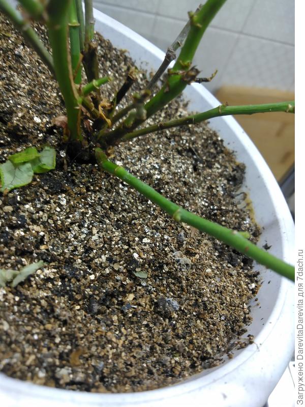 зеленые веточки с почками