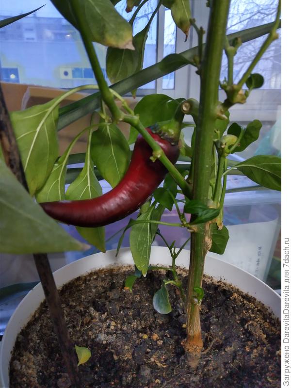 это он зимой, без досветки